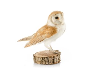 Image description is not available for 2011.11.3